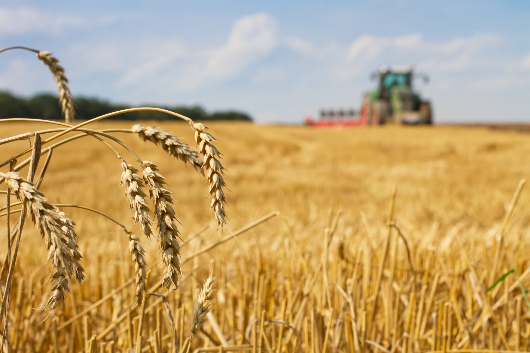South Dakota winter wheat harvest starts strong as corn awaits rain