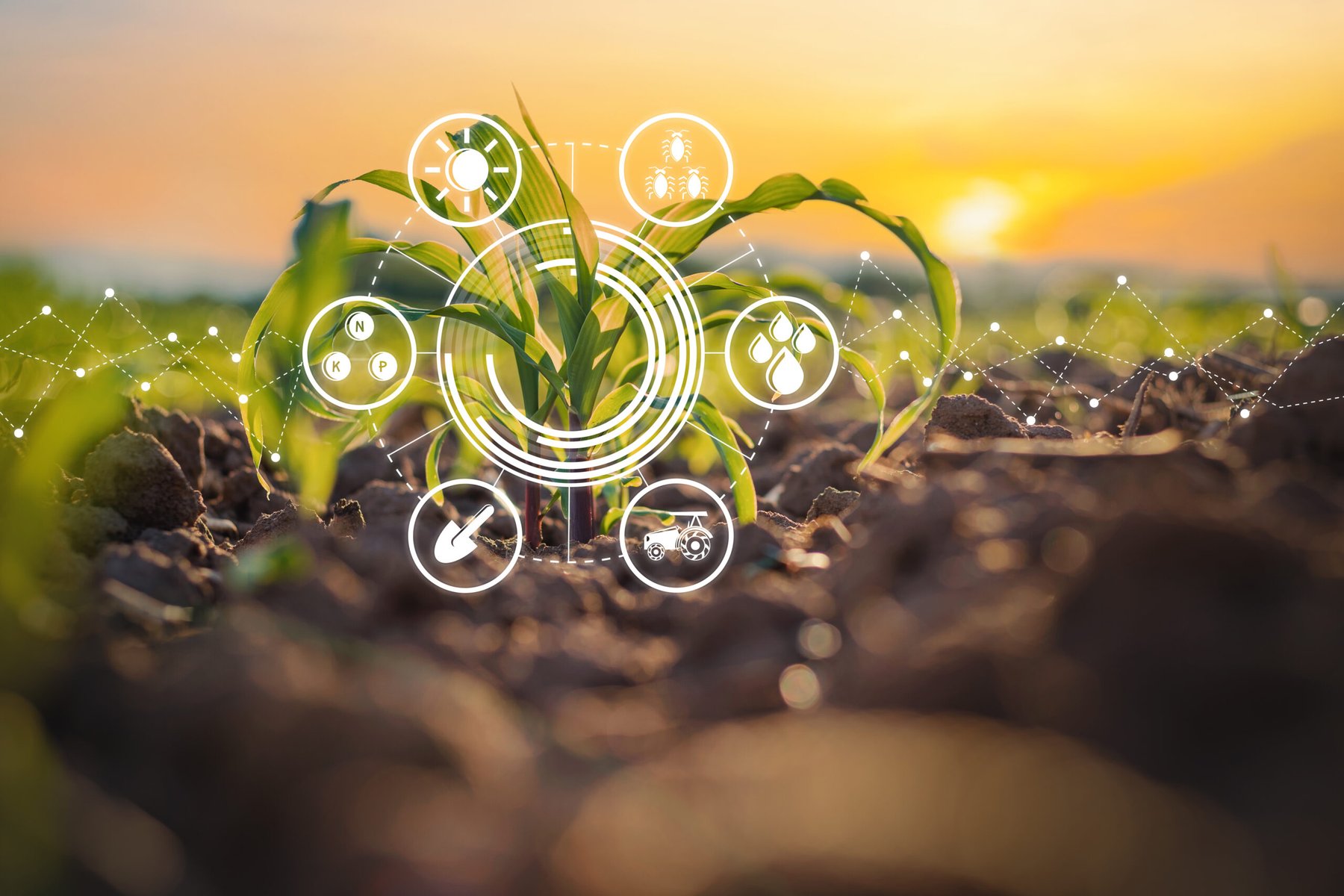 Smarter agriculture marketplaces, stronger farms: how digital platforms could help growers cut costs and build trust