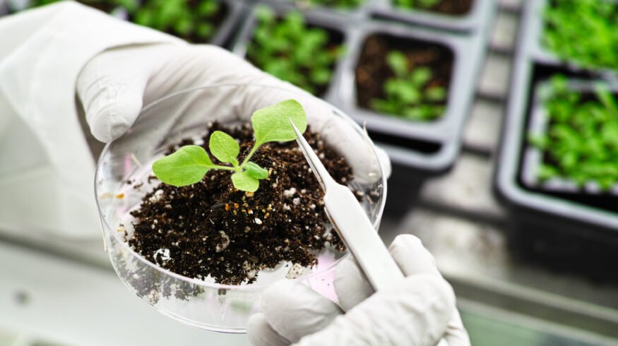 Soil bacteria boost crop salt tolerance by strengthening roots, study finds