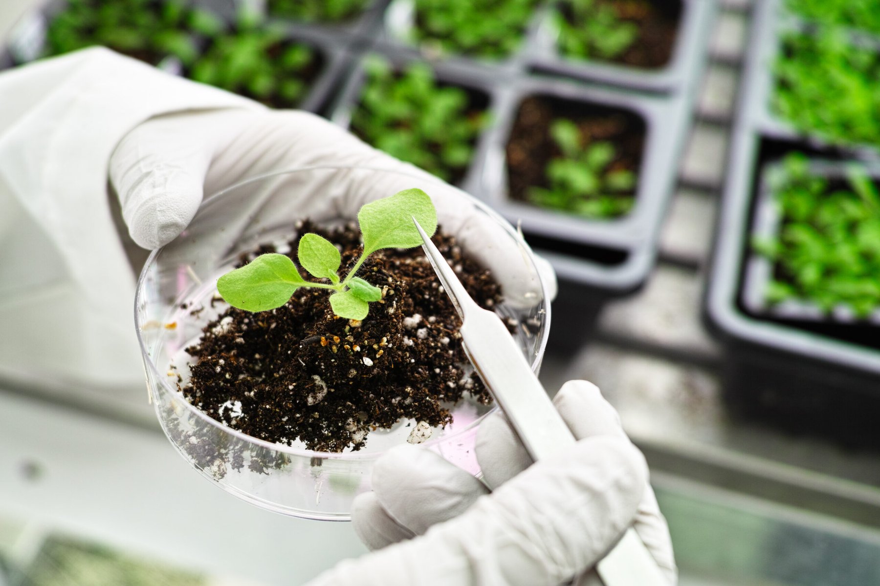 Soil bacteria boost crop salt tolerance by strengthening roots, study finds