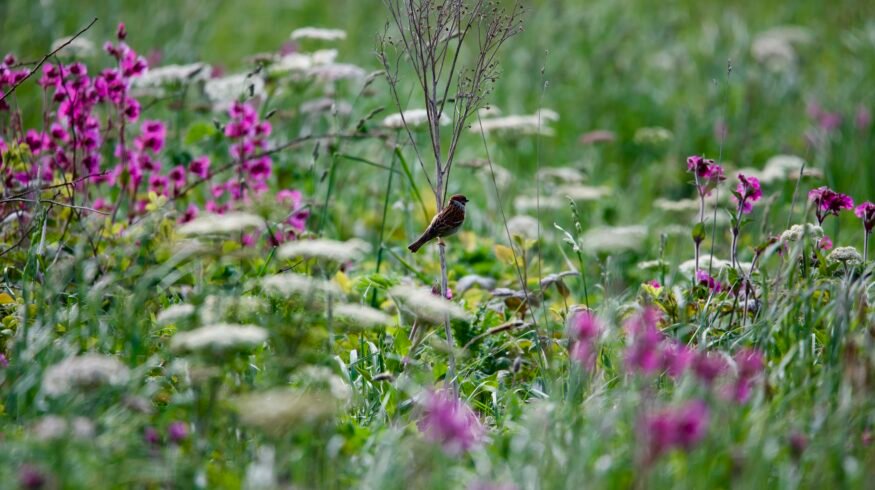 Researchers witnessed how abandoned farmland became a wildflower meadow without seeding