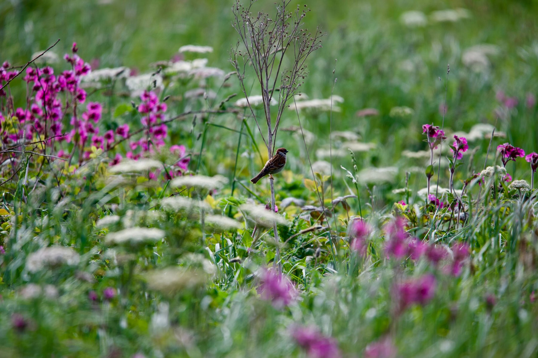 Researchers witnessed how abandoned farmland became a wildflower meadow without seeding