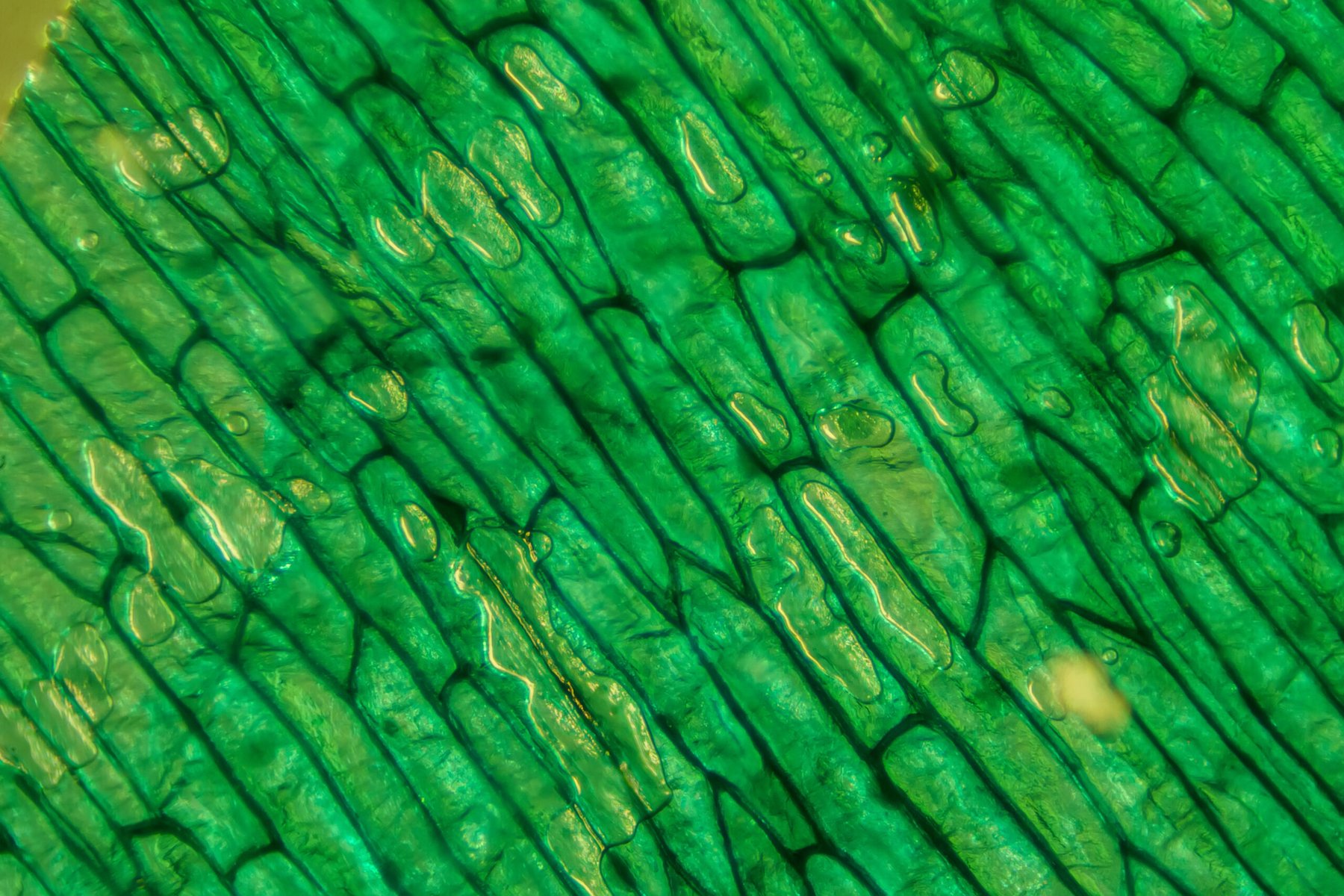 Inner stem cell divisions control plant thickness, offering new opportunities for crop breeding