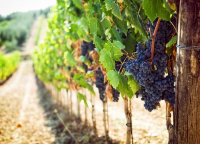 Yeast-based program cuts grapevine downy mildew severity by 74% in Italian trials