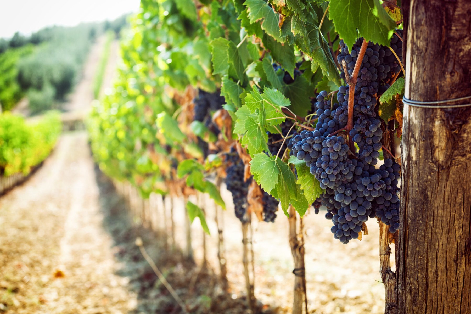 Yeast-based program cuts grapevine downy mildew severity by 74% in Italian trials