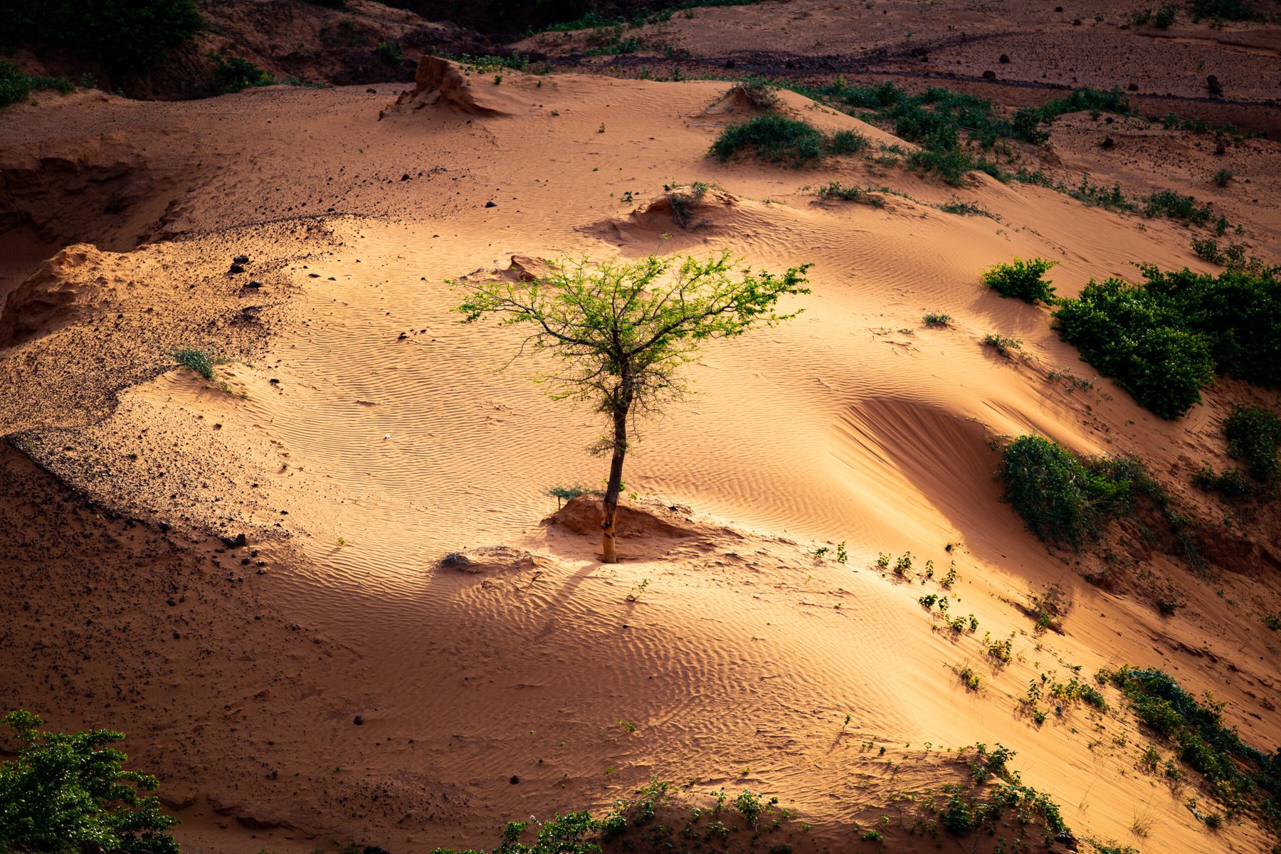 China’s Great Green Wall trees grow 66% faster than natural forests, study finds