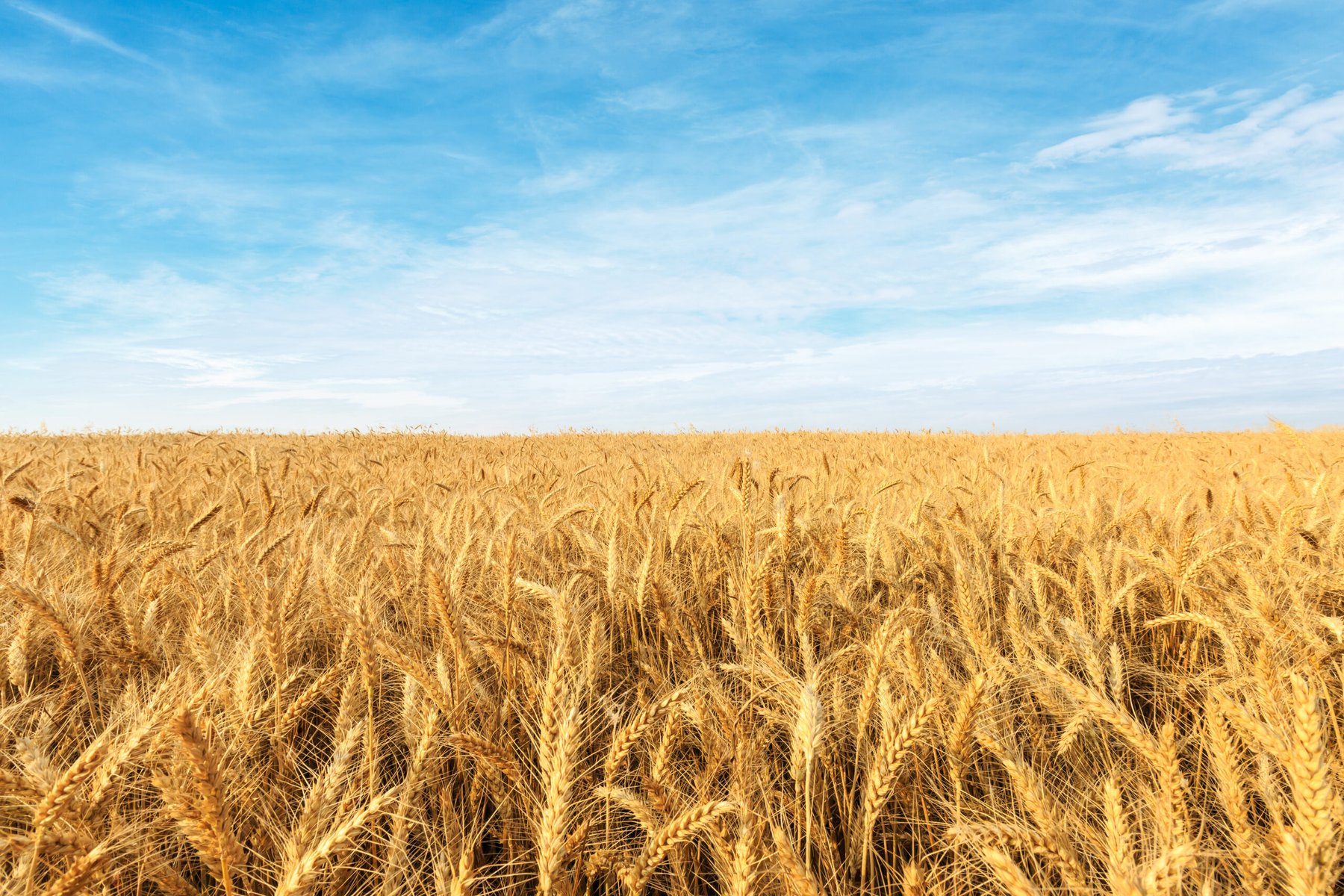 China targets 725 million tons of grain capacity under new agriculture plan