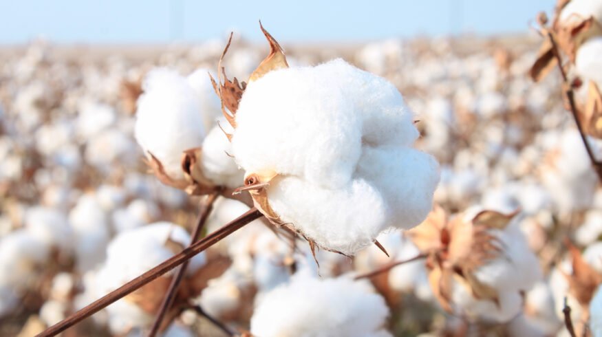 Better Cotton partners with Avalo to develop climate-resilient cotton using AI