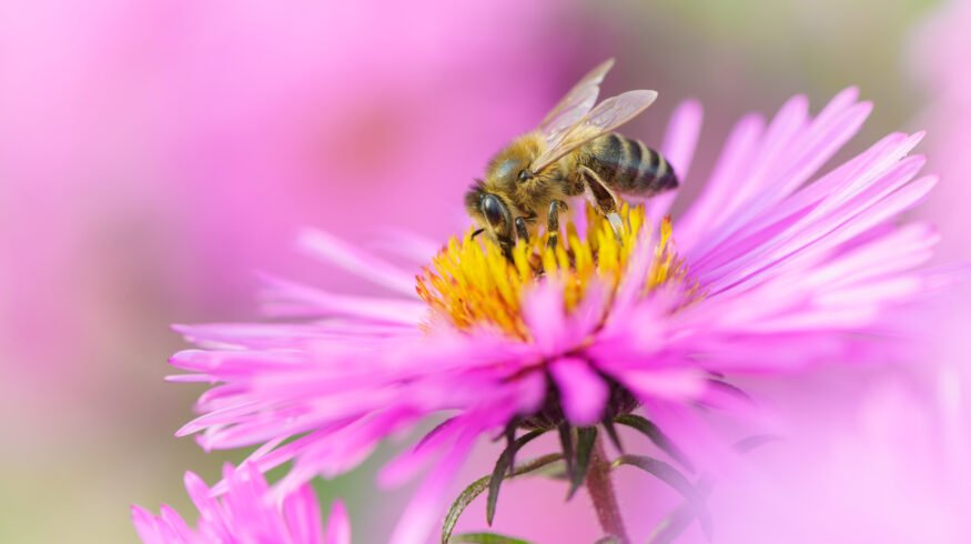 Glyphosate cuts honeybee foraging by 13% after just 3 days of exposure, new study finds