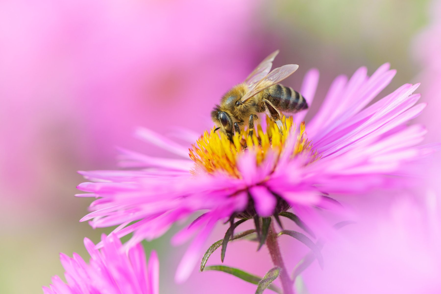 Glyphosate cuts honeybee foraging by 13% after just 3 days of exposure, new study finds