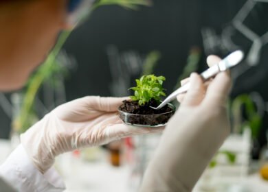 Scientists discover protein switch that controls how plants absorb nitrogen fertilizer