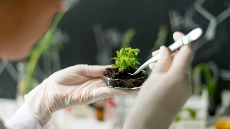 Scientists discover protein switch that controls how plants absorb nitrogen fertilizer