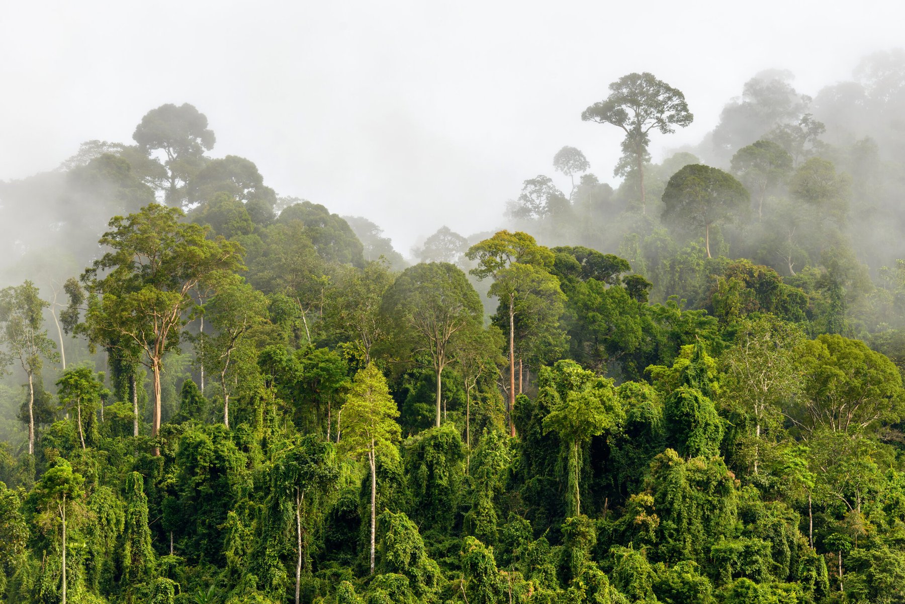 Heat exposure pushes 57 million hectares of tropical forests beyond photosynthesis limits