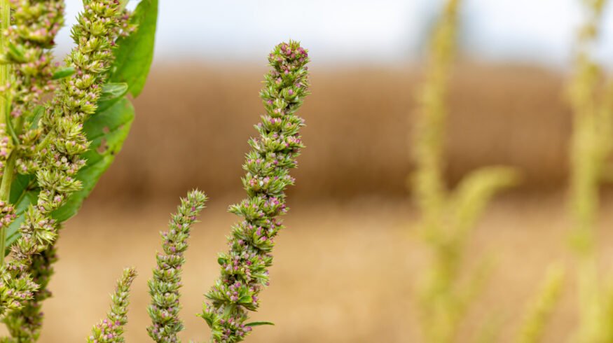 Metribuzin returns as Illinois growers confront herbicide-resistant waterhemp
