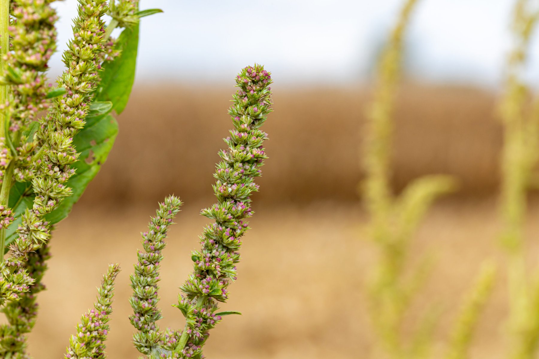 Metribuzin returns as Illinois growers confront herbicide-resistant waterhemp