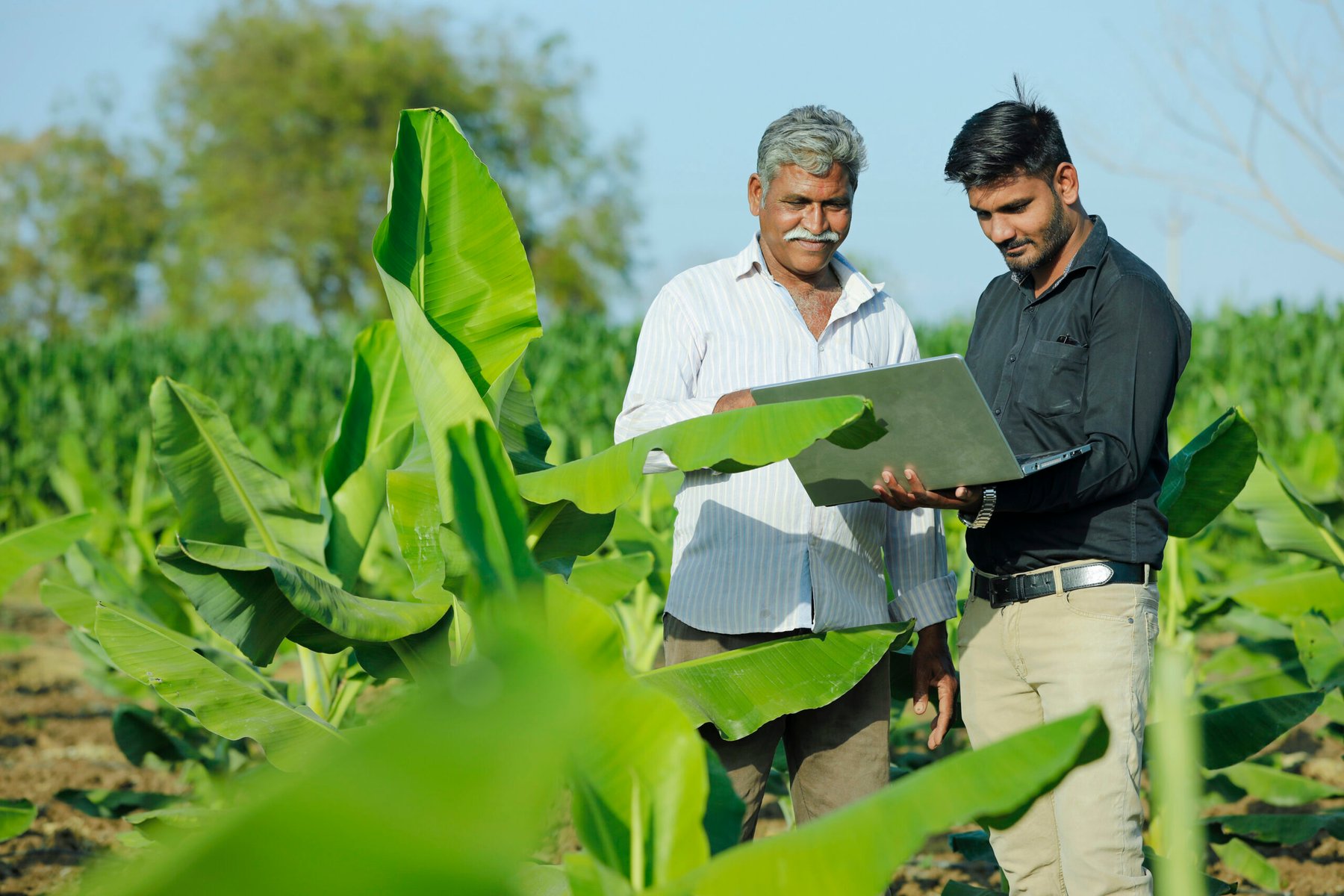 India extends critical DAP subsidy support through Rabi season as import costs stay above $900/t