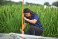 OPTIMA Rice phase 2: BASF and IRRI target soil carbon and biochar after key methane gains