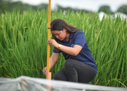 OPTIMA Rice phase 2: BASF and IRRI target soil carbon and biochar after key methane gains