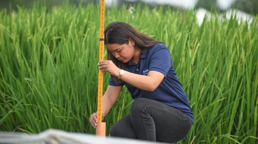 OPTIMA Rice phase 2: BASF and IRRI target soil carbon and biochar after key methane gains