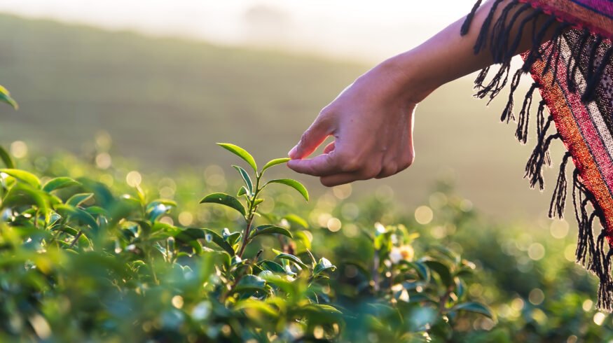 CropLife India seeks 5-year data protection, warns of narrowing options