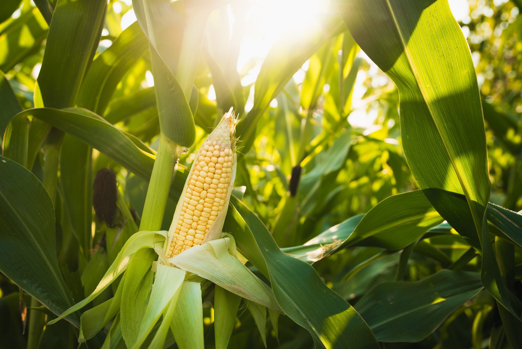 Vylor reveals first-ever corn yield and stability trait with 3 bu/acre gains ahead of Oct 1 Corteva split