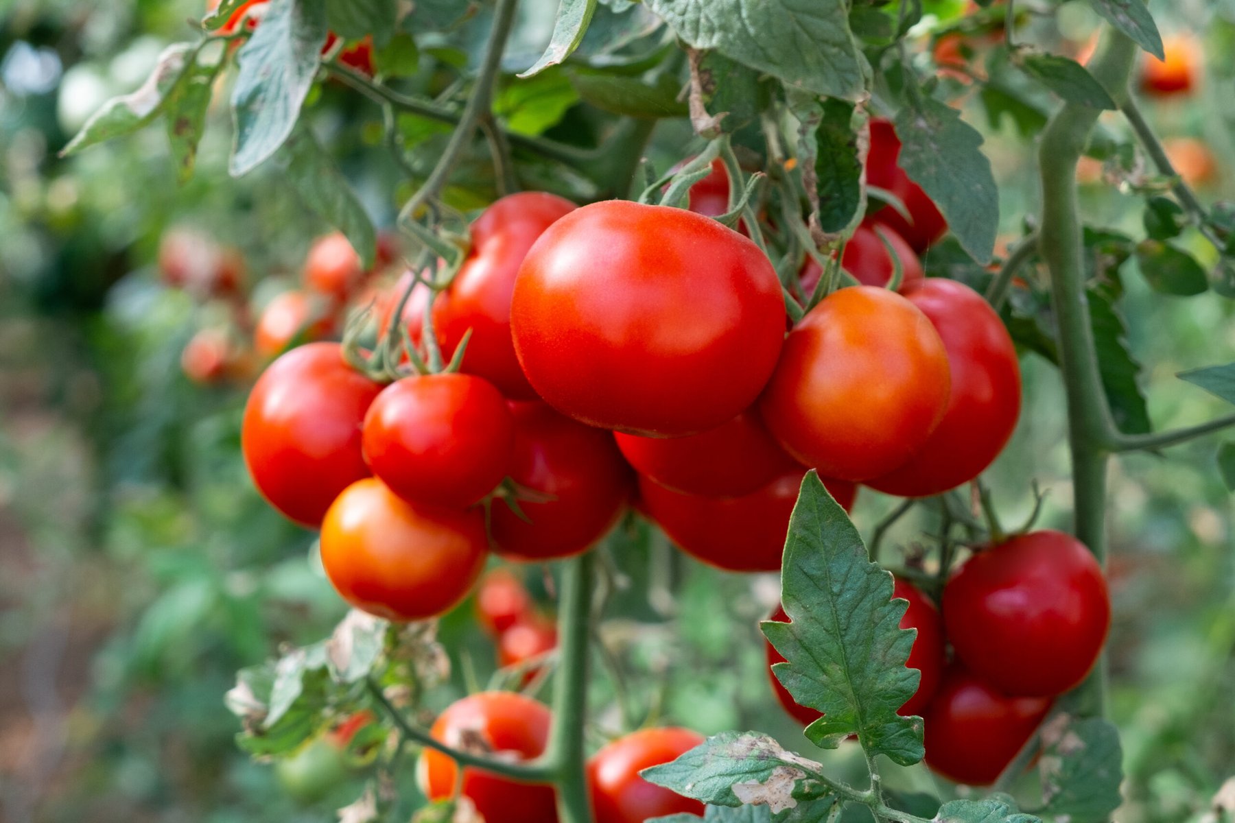 Syngenta EXORT microRNA breakthrough targets 2027 launch across 20 countries