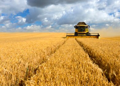 Hydrogel beads deliver nitrogen-fixing bacteria to cereal crop roots in new SDSU proof of concept