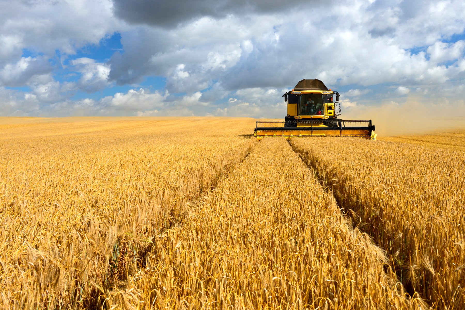 Hydrogel beads deliver nitrogen-fixing bacteria to cereal crop roots in new SDSU proof of concept