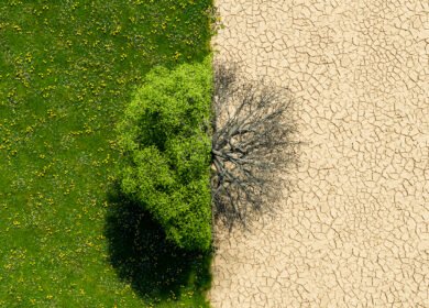 Israel Innovation Authority identifies five technology areas to combat desertification