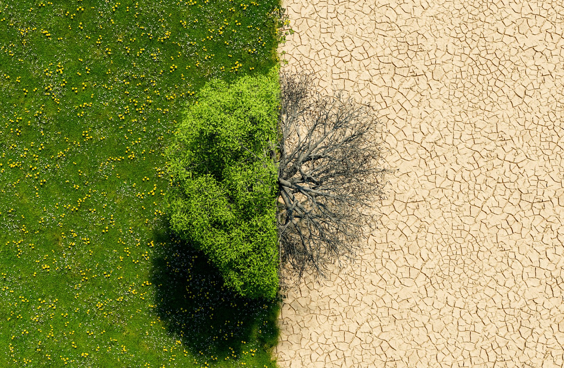 Israel Innovation Authority identifies five technology areas to combat desertification
