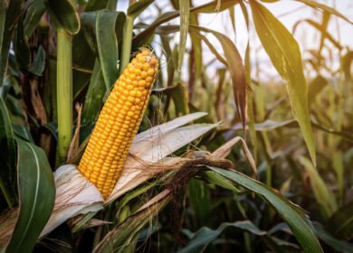 Vylor targets $2 billion in incremental corn revenue by 2035 ahead of September 15 investor day
