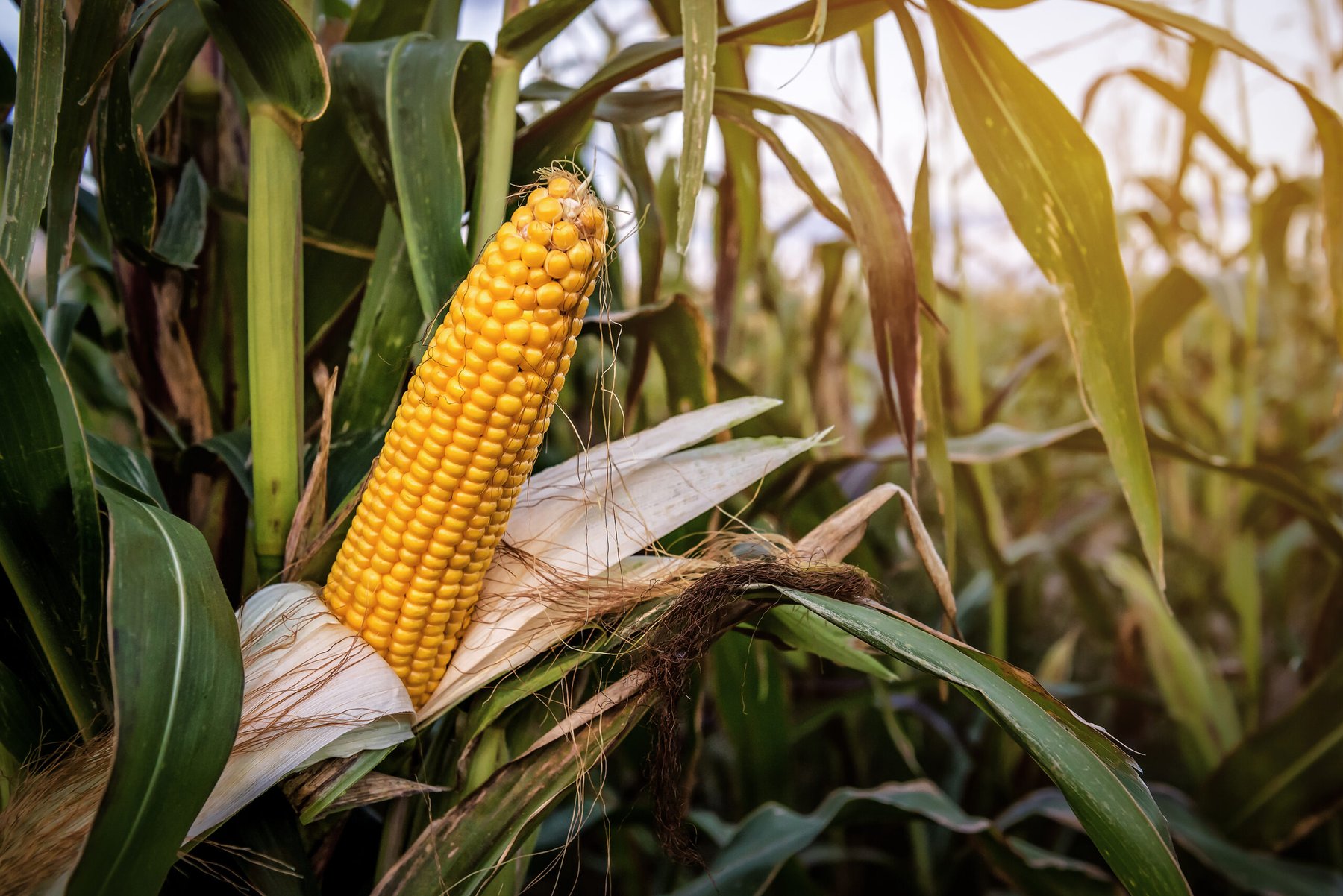 Vylor targets $2 billion in incremental corn revenue by 2035 ahead of September 15 investor day