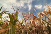 USDA September WASDE cuts corn yield 2.2 bu/acre to 178.5 as all 6 crop numbers beat trade estimates