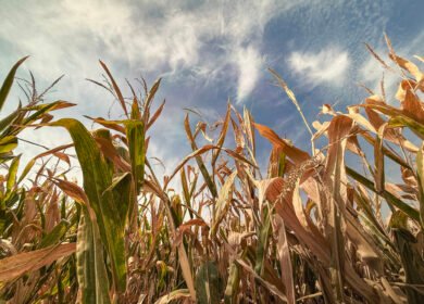 USDA September WASDE cuts corn yield 2.2 bu/acre to 178.5 as all 6 crop numbers beat trade estimates