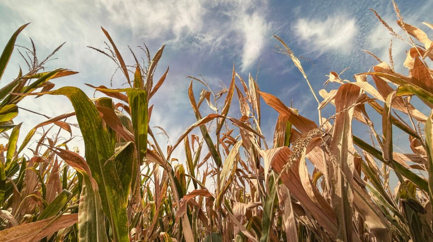 USDA September WASDE cuts corn yield 2.2 bu/acre to 178.5 as all 6 crop numbers beat trade estimates