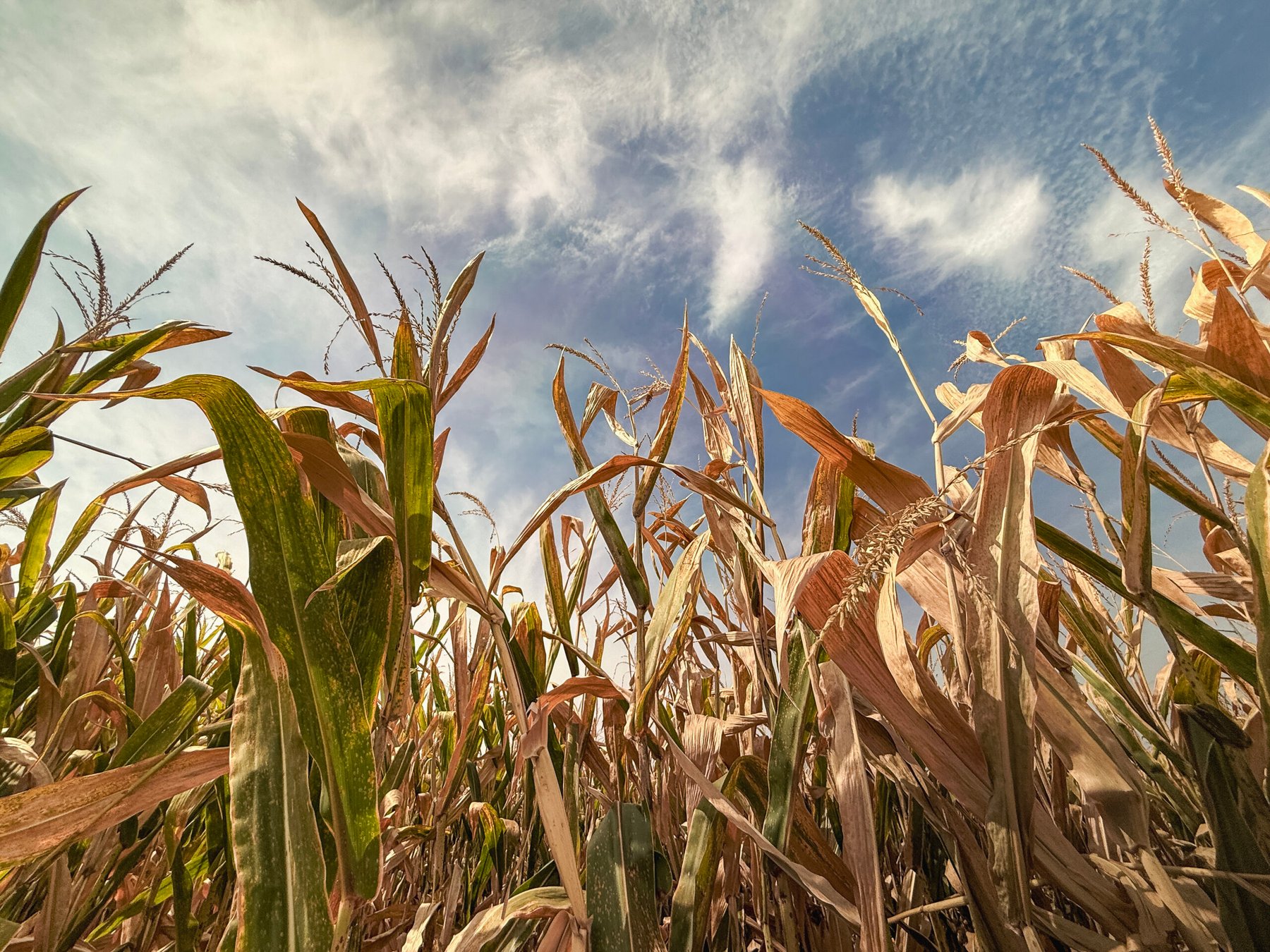 USDA September WASDE cuts corn yield 2.2 bu/acre to 178.5 as all 6 crop numbers beat trade estimates