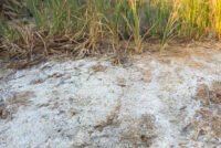 Cutting nitrogen losses from saline soils by 59% could produce net global benefits of $24.5 billion a year, study finds