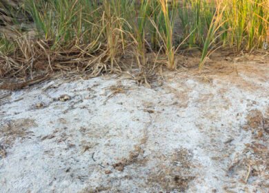 Cutting nitrogen losses from saline soils by 59% could produce net global benefits of $24.5 billion a year, study finds