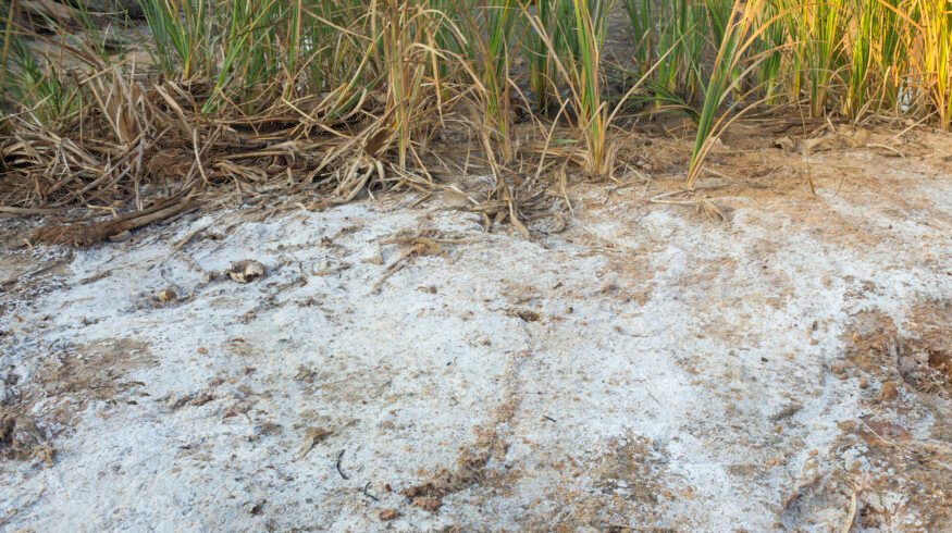 Cutting nitrogen losses from saline soils by 59% could produce net global benefits of $24.5 billion a year, study finds