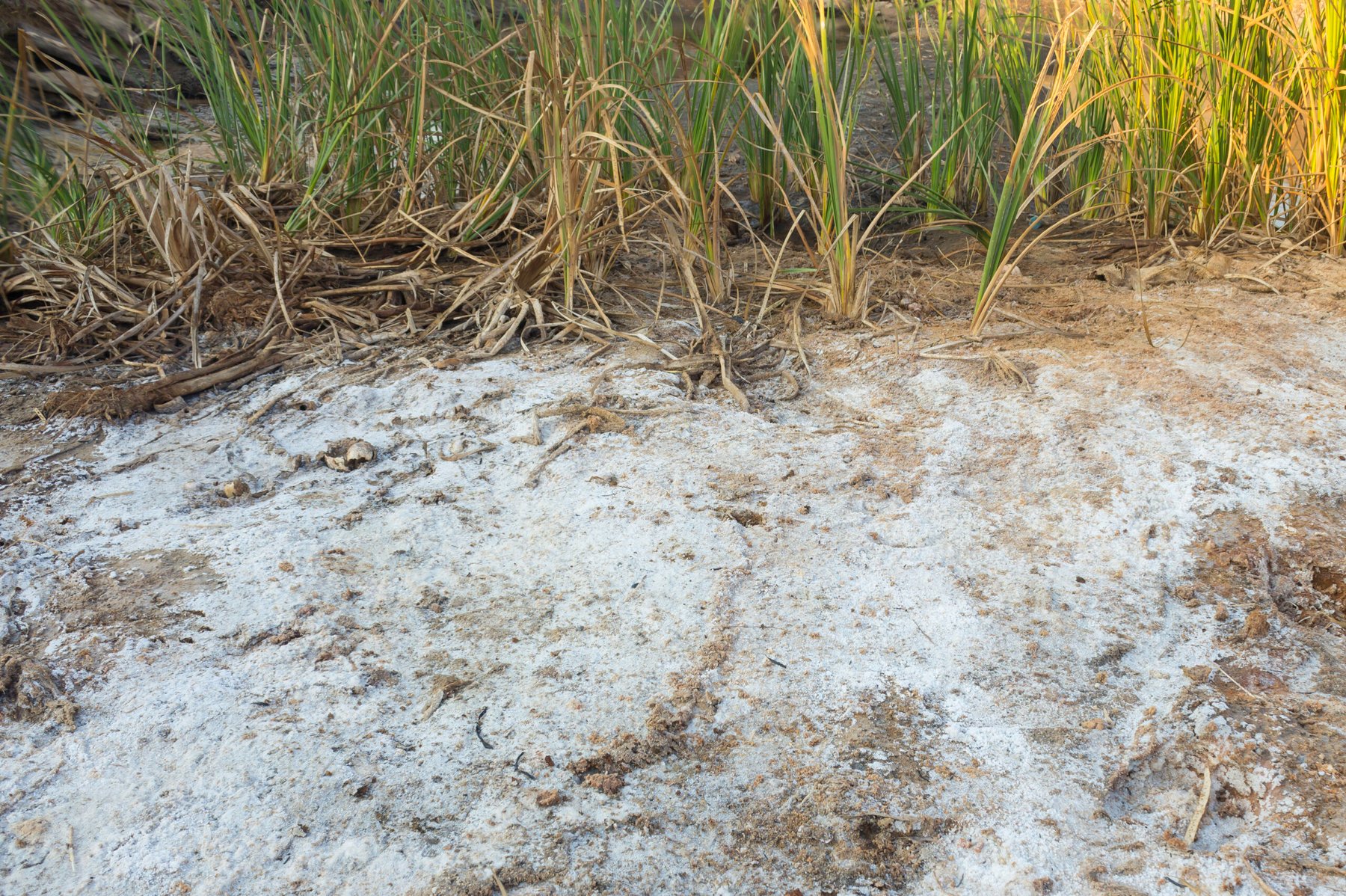 Cutting nitrogen losses from saline soils by 59% could produce net global benefits of $24.5 billion a year, study finds