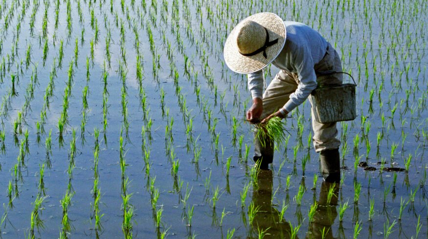 Asia Biologicals Platform accelerates rollout with 3 key crop programs in rice, cassava and cocoa