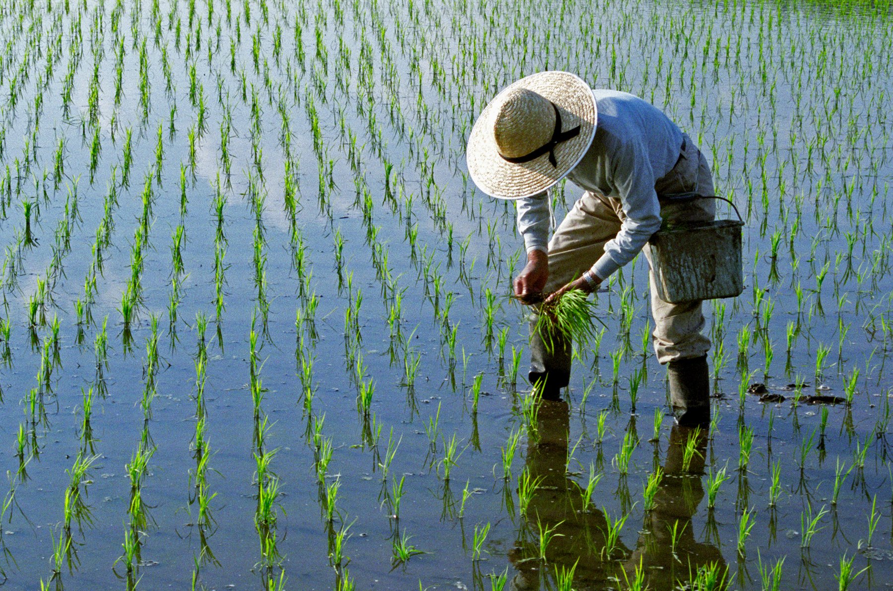 Asia Biologicals Platform accelerates rollout with 3 key crop programs in rice, cassava and cocoa