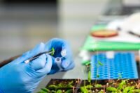 Syngenta and Amoéba sign exclusive European deal for first protozoan-based biocontrol fungicide on cereals