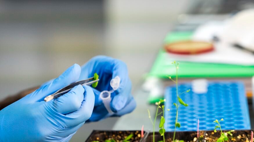 Syngenta and Amoéba sign exclusive European deal for first protozoan-based biocontrol fungicide on cereals