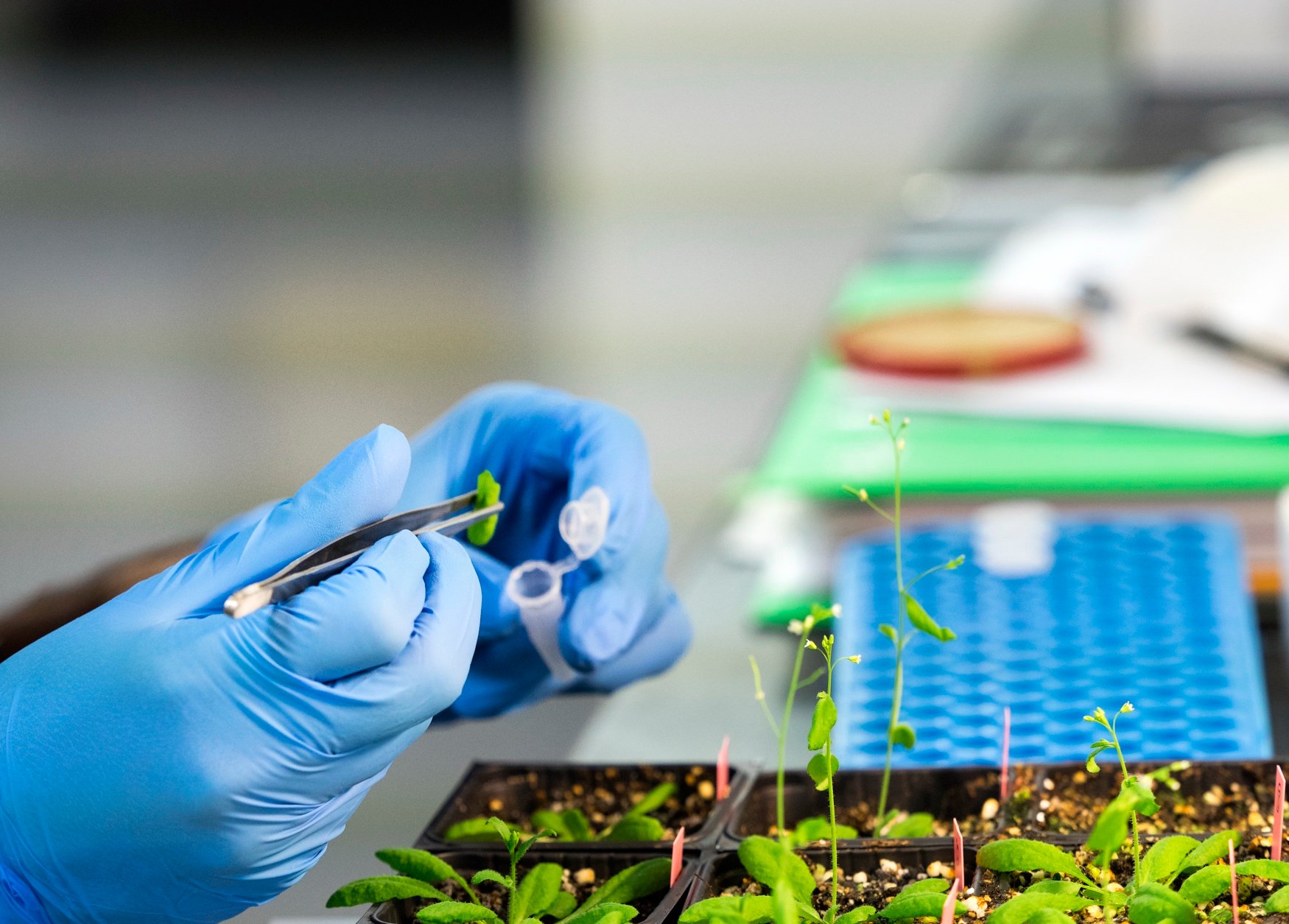 Syngenta and Amoéba sign exclusive European deal for first protozoan-based biocontrol fungicide on cereals