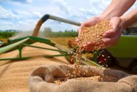 USDA raises wheat and oilseed outlook as weather reshapes global crop production