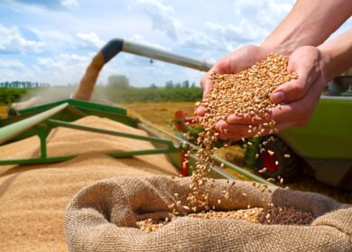 USDA raises wheat and oilseed outlook as weather reshapes global crop production