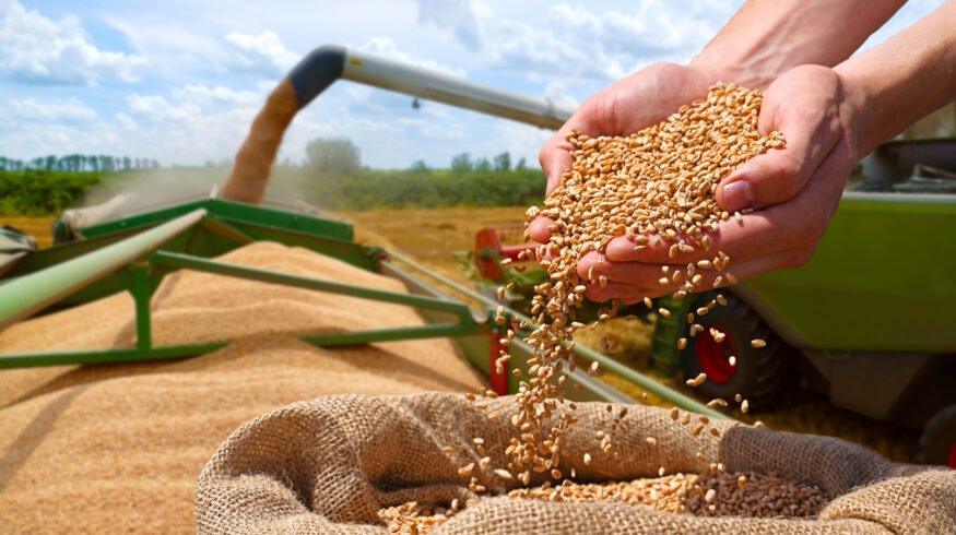USDA raises wheat and oilseed outlook as weather reshapes global crop production