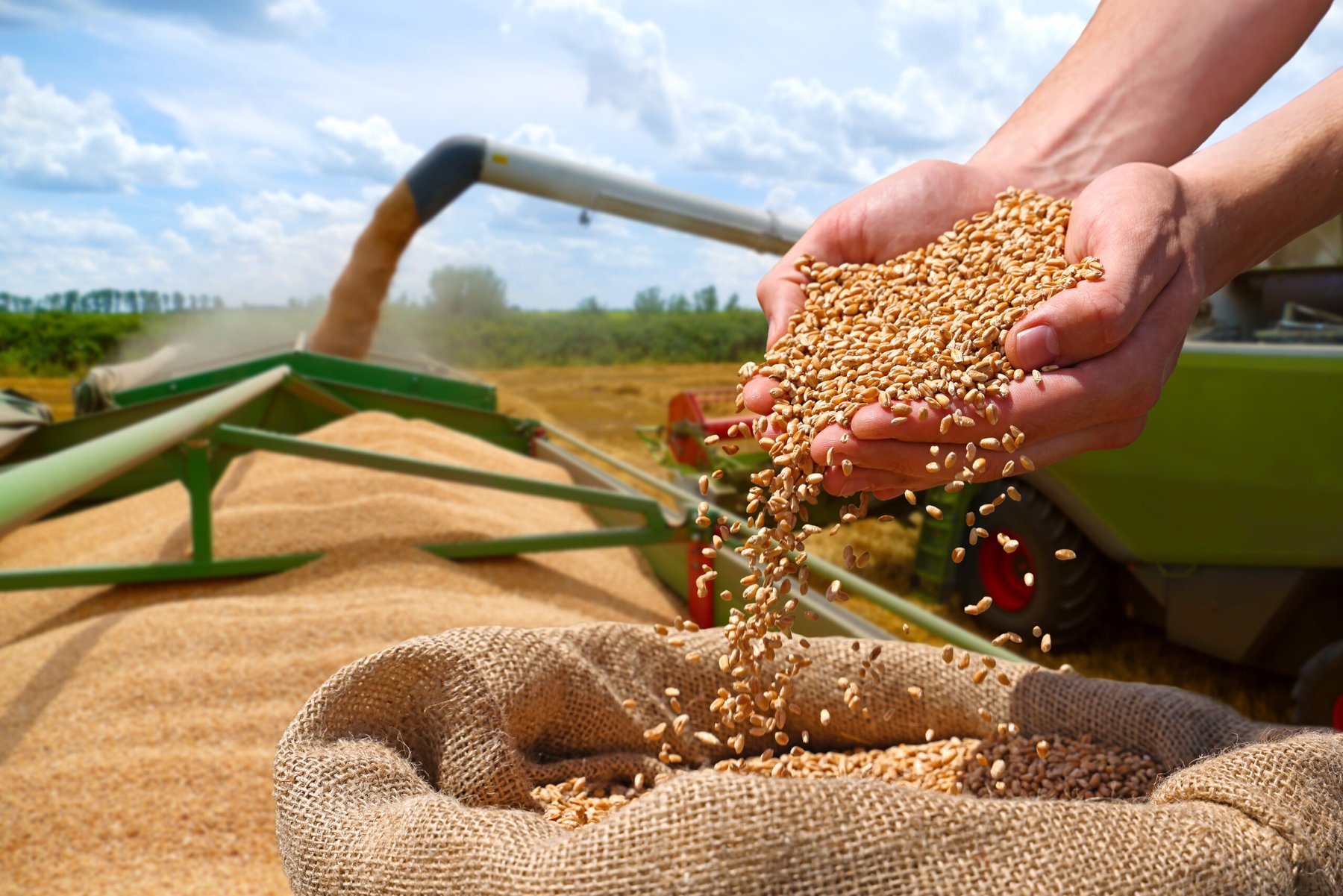 USDA raises wheat and oilseed outlook as weather reshapes global crop production