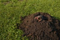 Soil microbiome predators boost plant biomass 53% and may cut nitrogen fertilizer need, study finds